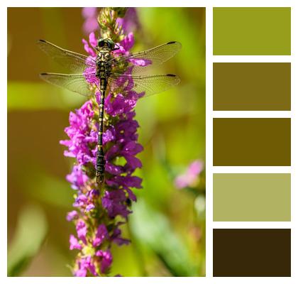 Pincertail Dragonfly Insect Image