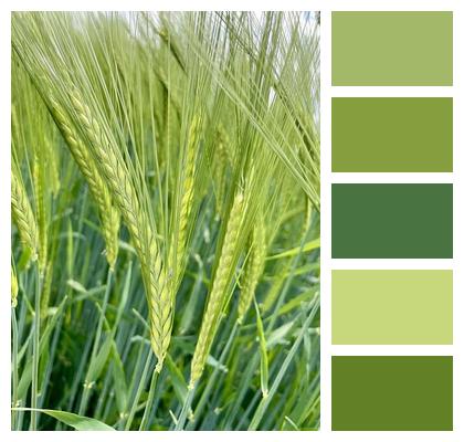 Barley Agriculture Grain Image