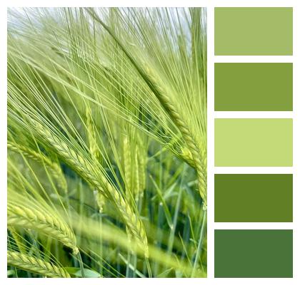 Barley Field Grain Image