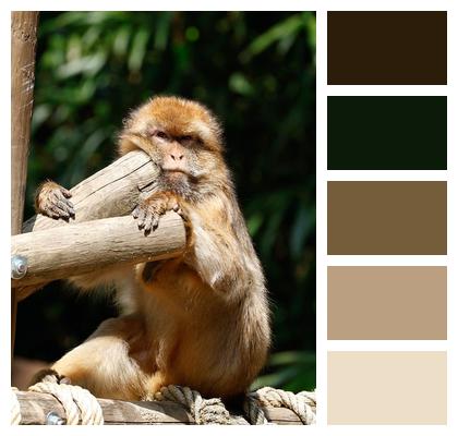 Monkey Ape Primate Image