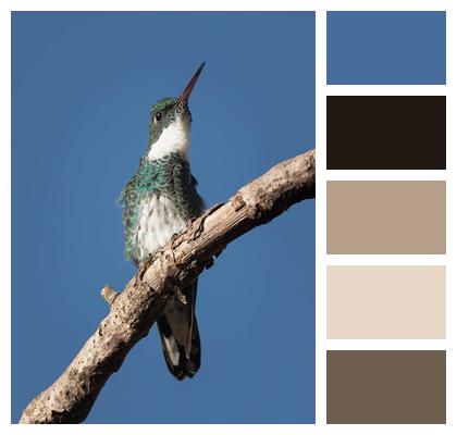 Bird Animal Hummingbird Image