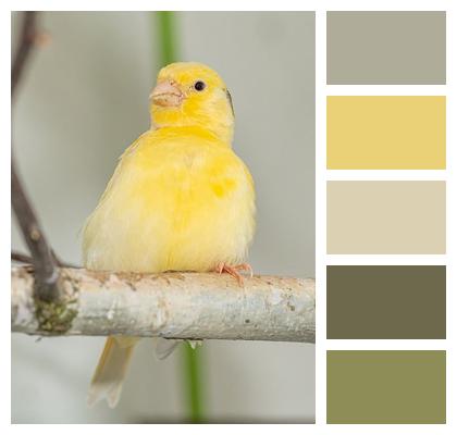 Yellow Bird Canary Image