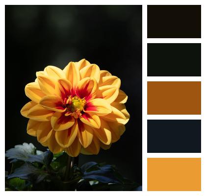 Dahlia Petals Sunlight Plant Bloom Flower Spring Yellow Image