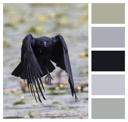 Ornithology Bird Crow Image