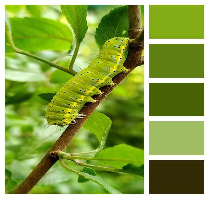 Green Colored Hairy Garden Image