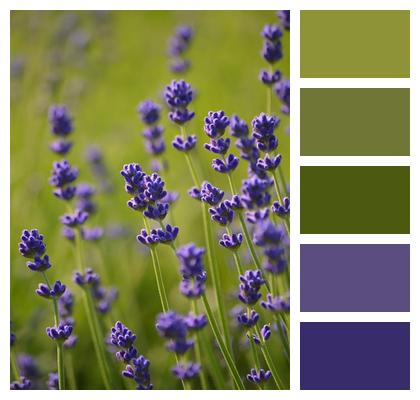 Flower Lavender Plant Image