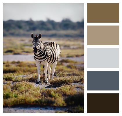 Zebra Nature Plains Image