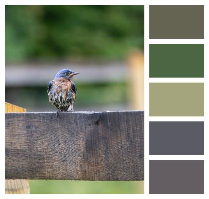 Perched Bluebird Fence Image