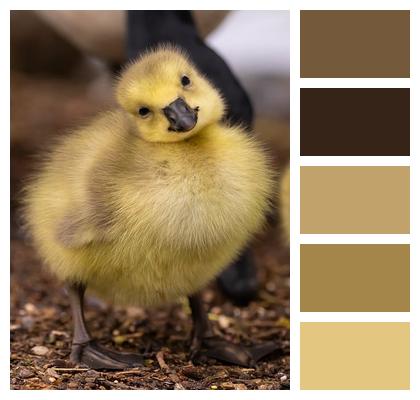 Gosling Goose Chick Image