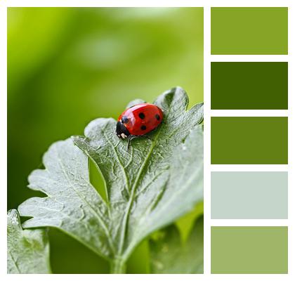 Plant Insect Ladybug Image