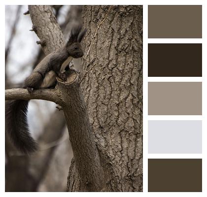 Squirrel Mammal Animal Image