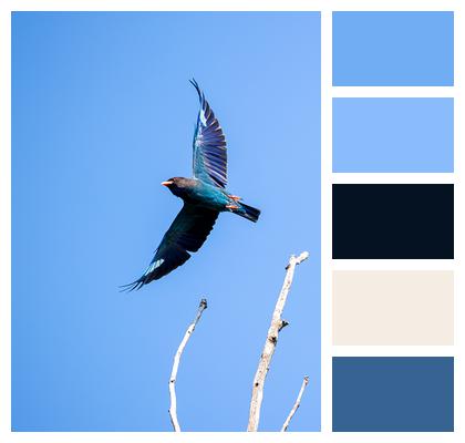 Feathers Kingfisher Bird Image