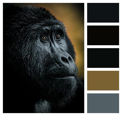 Gorilla Primate Ape Image