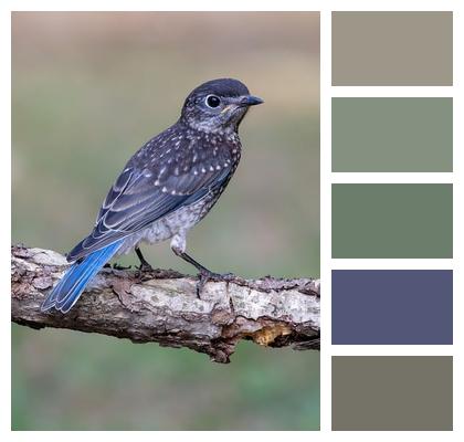 Bluebird Branch Bird Image