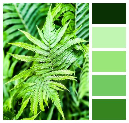 Fern Forest Green Image