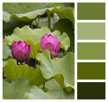 Flower Lotus Plant Image