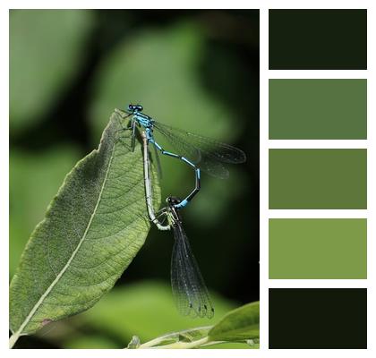 Insect Damselfly Pair Image