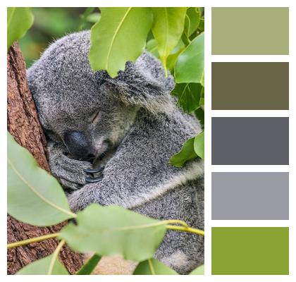 Sleeping Animal Koala Image