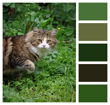 Tabby Animal Pet Image