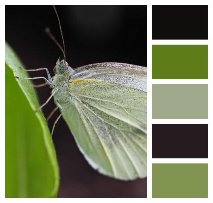 Butterfly Insect Wing Image