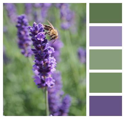 Lavender Insect Bee Image