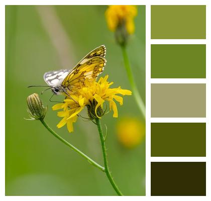 Checkerboard Butterfly Insect Image