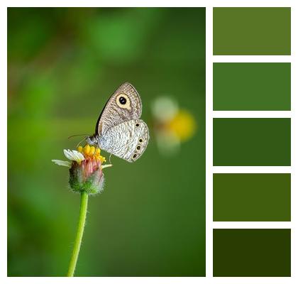 Butterfly Insect Wings Image