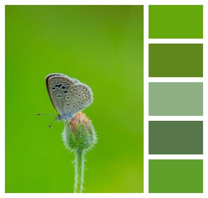 Flower Pollination Butterfly Image