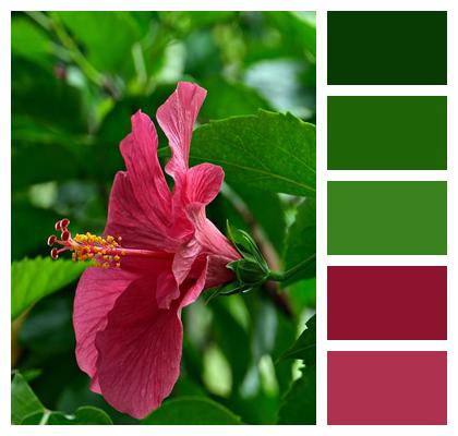 Hibiscus Pink Flower Image