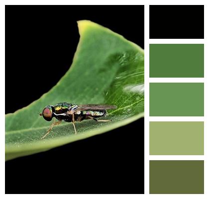 Leaf Fly Insect Image