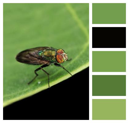 Fly Insect Leaf Image