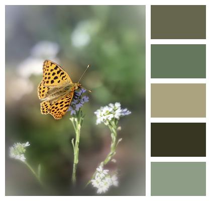 Insect Wings Butterfly Image