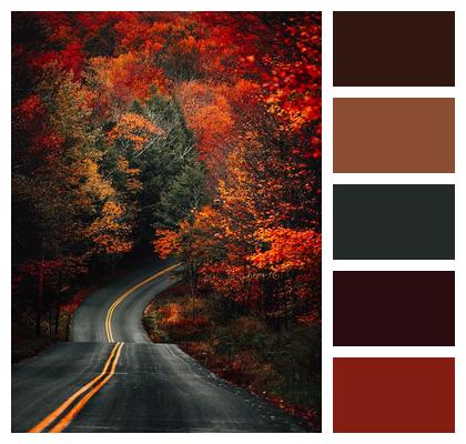 Fall Road Trees Image