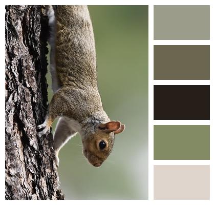 Wildlife Squirrel Animal Image