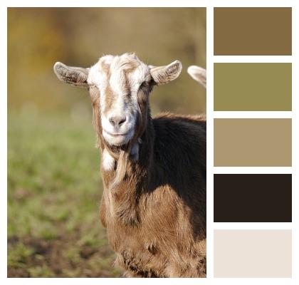 Farm Livestock Goat Image