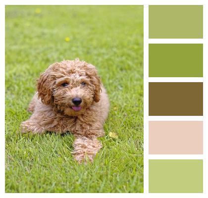 Animal Dog Poodle Image