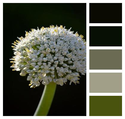 Onion Flower Plant Image