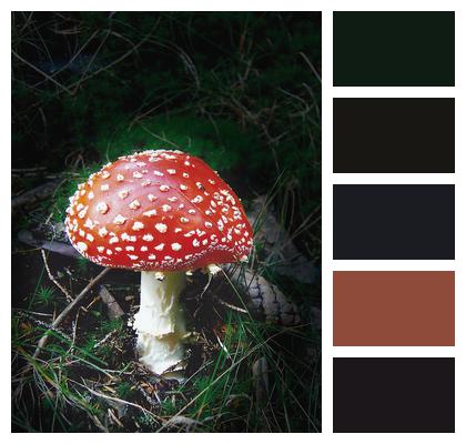 Nature Forest Mushroom Image