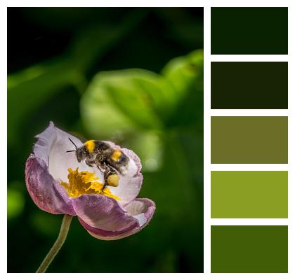Bumblebee Garden Ornamental Plant Pollination Image