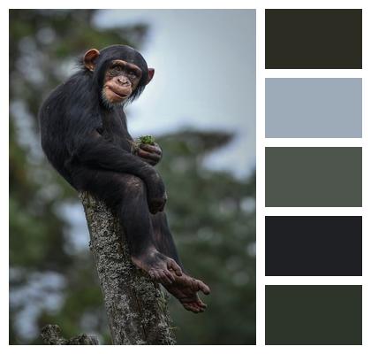 Monkey Chimpanzee Tree Image