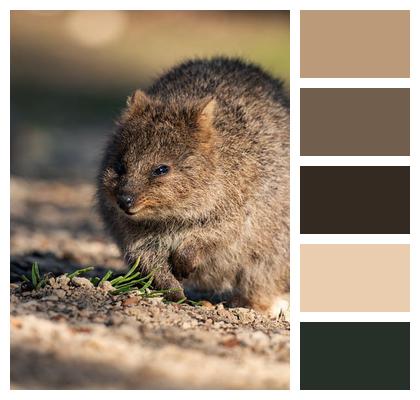 Mammal Marsupial Quokka Image