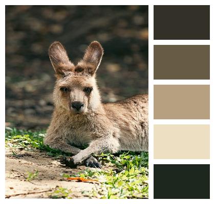 Kangaroo Nature Animal Image