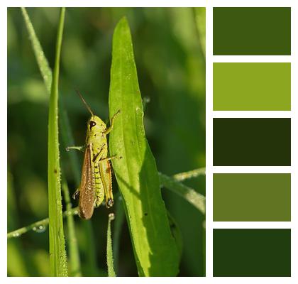 Grasshopper Insect Nature Image