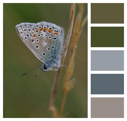 Blue Butterfly Insect Image