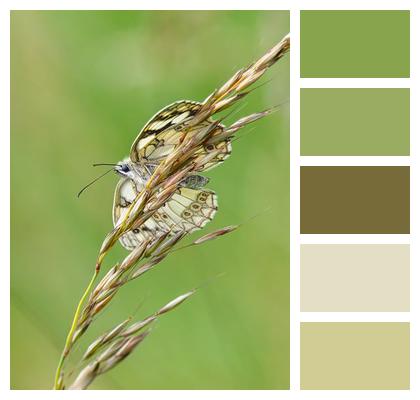 Pollination Checkerboard Butterfly Image