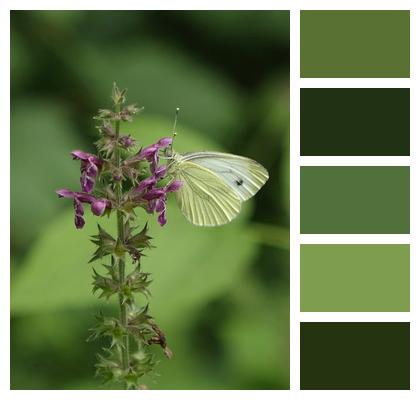 Wildflower Butterfly Insect Image