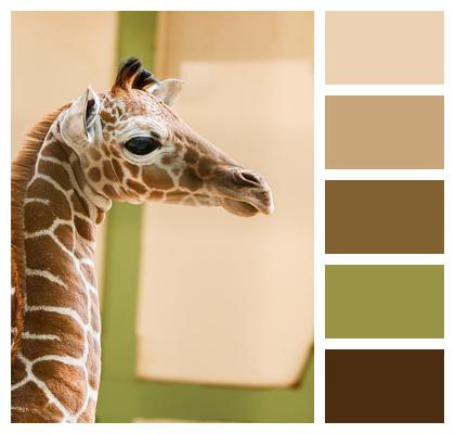 Animal Calf Giraffe Image