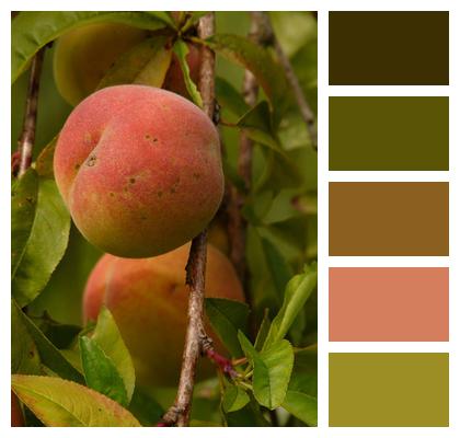 Color schemes, Orange color schemes, Color palette