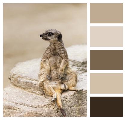 Mongoose Animal Meerkat Image