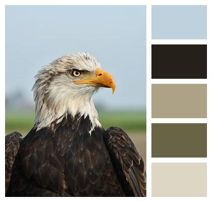 Eagle Bird Animal Image